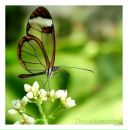 Ніна Пригарська фотография #21 (источник - https://vk.com/id38162901)