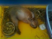 Фотография Грудиной Оли