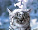 Фотография Костенко Ольги