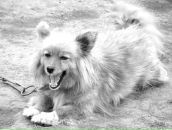 Сергій Дворник фотография #26 (источник - https://vk.com/id7279676)